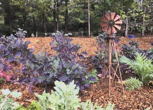 Purple Tree Kale Live Plant in Pot – Tree Collard Perennial Vegetable, 10-20 Year Lifespan - Rare Edible Ornamental, Cold Hardy Cut-and-Come-Again Kale, Fast Growing to 6–10 Ft - Image 5