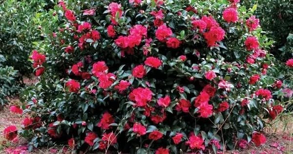 Southern Living October Magic Ruby Camellia,1-Gallon Pink Flowering Shrub, 5 ft Mature Height, USDA Zones 7-9 by Unknown