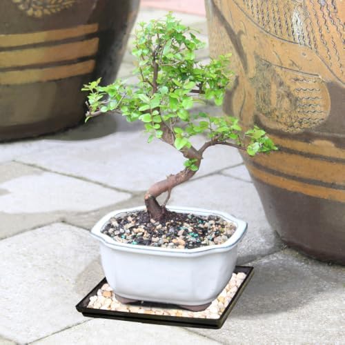 Brussel's Bonsai - Small Live Bonsai Tree with Tray, Potted Indoor Plant - Image 7