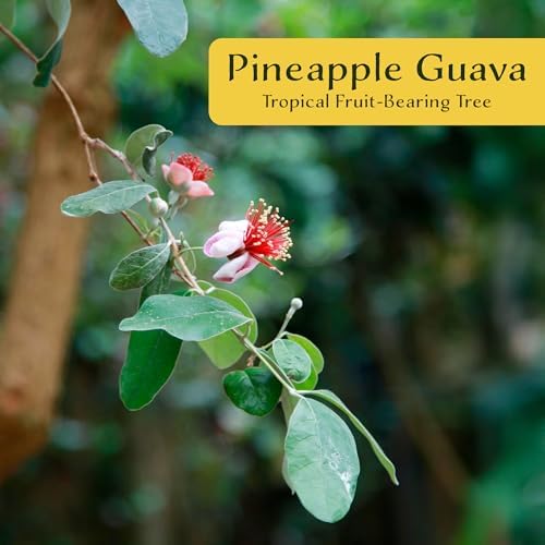 3 Pineapple Guava (Feijoa) Trees | Live Saplings in 2.5-inch Nursery Cubes | Feijoa Sellowiana Variety | Drought-Tolerant Fruit-Bearing Trees and Shrubs | Tropical Ornamental Charm for Home and Garden - Image 2