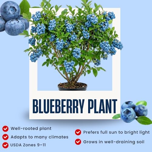 Bright Blueberry Live Plant, Sweet Berry Bush, 1-2 Ft Tall, Gallon Pot - Image 2