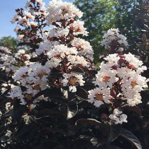 Thunderstruck White Lightning Crape Myrtle Live Tree, 1 gal., 12-18 in - Image 2