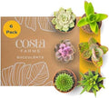 Costa Farms Mini Succulents, Live Indoor Plant, Easy Care, Home Decor by Unknown