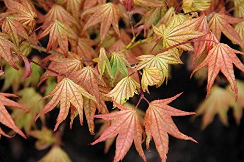 Coral Pink Japanese Maple - Beautiful Coral Pink Leaves in Spring Light Up the Garden 3 - Year Live Tree - Image 5