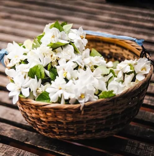 Night Jasmine Fragrant Flowering - 4 x 2 inch Bags - Image 3