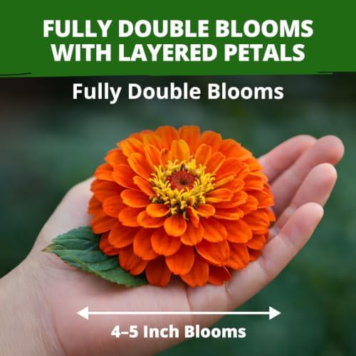 HOME GROWN Zinnia Seeds Dahlia Mix - 4300 Seeds, Zinnia Elegans - Image 2