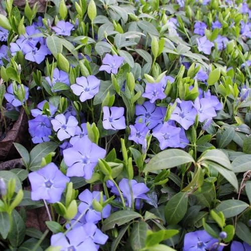 50 Vinca Periwinkle Plants Live, Outdoor Garden Flower Plant - Image 7