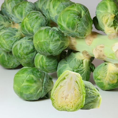 2 Brussel Sprouts Live Plants, Home Garden Vegetable, 4 Inch Pot - Image 2