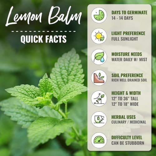 Seed Needs Lemon Balm Seeds to Plant an Herb Garden - 2 Packs - Image 4