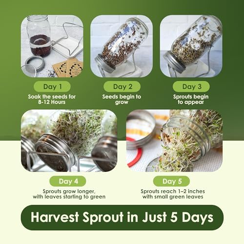Nature Jims – Organic Broccoli (8oz) & Alfalfa (16oz) Sprouting Seeds, Non-GMO Microgreens for Indoor/Outdoor Gardening, Rich in Vitamins, Minerals & Nutrients Bundle - Image 4