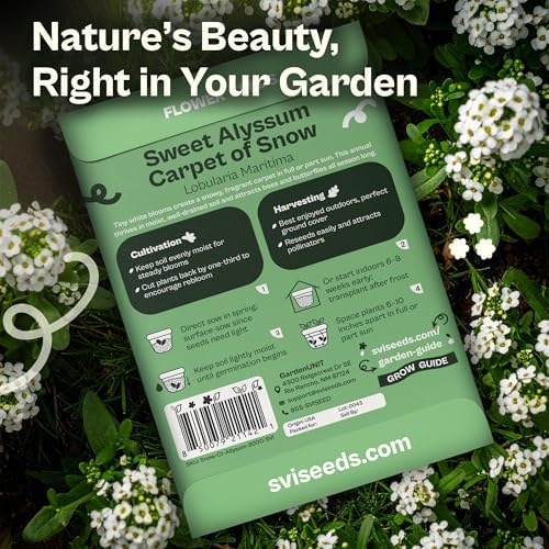 SVI 3000 Carpet of Snow Sweet Alyssum Seeds (Lobularia maritima) – White Sweet Alyssum Seed Packets Bulk – Ground Cover Seed Pack, Flower Seeds for Outside, Containers, Flower Beds - Image 2