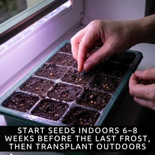 50 Beefsteak Tomato Seeds | Large Slicing Tomatoes for Planting - Image 3
