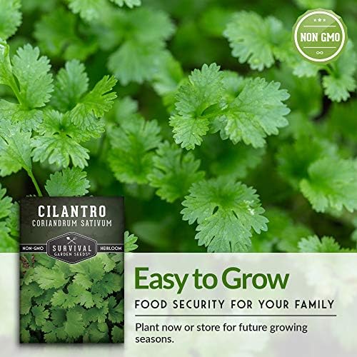 Cilantro Seeds for Planting - Heirloom Coriander Seed (1 Pack) - Image 5