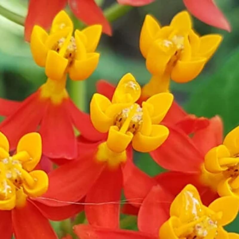 2 Milkweed Live Plants, 5-9 Inch Tall, Asclepias Tuberosa - Image 3