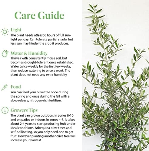 American Plant Exchange Live Arbequina Olive Tree with Fruits, Plant Pot for Home and Garden Decor, 6" Pot - Image 5