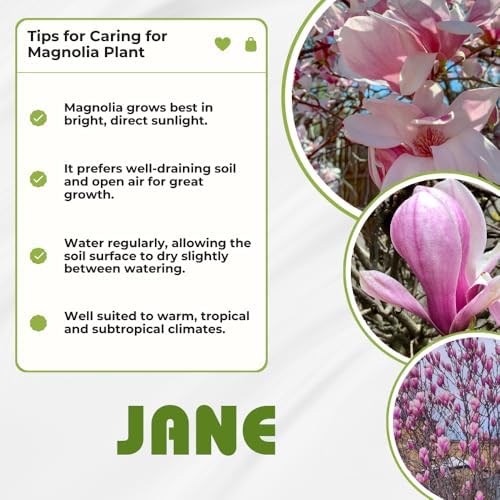 Jane Magnolia Live Plant, Garden Flower Tree, 12-18 Inch Tall, Gallon Pot - Image 6