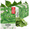 Seed Needs Green Shiso Seeds to Plant an Herb Garden - 10 Packs by SeedNeeds