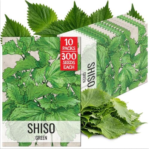 Seed Needs Green Shiso Seeds to Plant an Herb Garden - 10 Packs by SeedNeeds