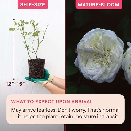 Heirloom Climbing Roses, Live Own Root Plant, Long John Silver - Image 2