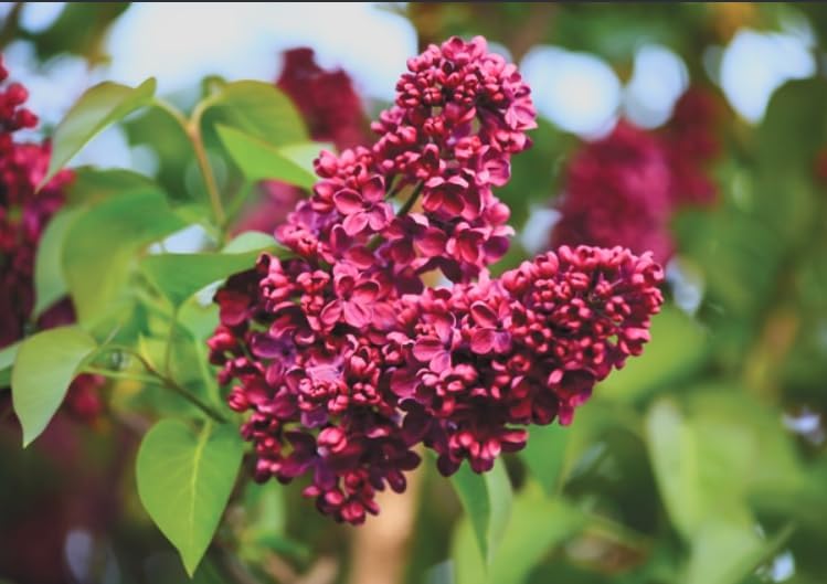 Red Pixie Lilac Shrub – Fragrant Reblooming Lilac Bush | Cold Hardy, Drought Resistant & Low Maintenance | Attracts Butterflies & Bees | Perfect for Small Gardens & Containers – Live Plant - Image 7