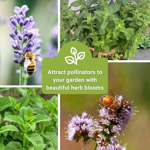 Sow Right Seeds - Mint Garden Seed Collection for Planting Herb Garden - Image 6
