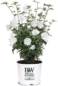 Proven Winners 2 Gal. White Pillar Rose of Sharon (Hibiscus) Shrub by Unknown