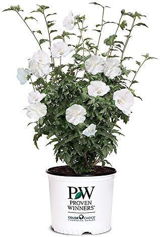 Proven Winners 2 Gal. White Pillar Rose of Sharon (Hibiscus) Shrub by Unknown