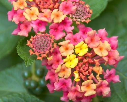 Lantana Plants Live - Irene Pack of 3 Lantana Live Plants for Planting - 4-6 Inches Tall - Attracts Butterflies, Perfect for Containers, Low Maintenance - Image 4