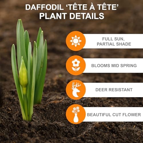 Garden State Bulb Narcissus Tete-a-Tete Daffodil Flower Bulbs, 12/14cm (Bag of 50) - Image 2