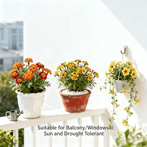 1000+ Marigold Seeds for Planting, Mixed Color Marigold Seeds Heirloom Garden Flower, Flower to Plant Open Pollinated Annual Flowers for Vibrant Annual Blooms Pots Outdoor Garden - Image 7