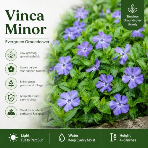 12 Vinca Minor Live Vines Rooted, Periwinkle Ground Cover Plant - Image 4
