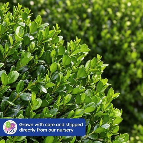 Monrovia Winter Gem Boxwood, Live Evergreen Shrub, 3 Gallon - Image 7