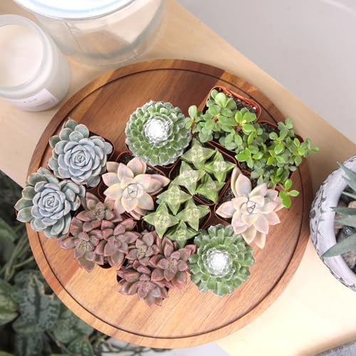 Altman Plants Deluxe Live Succulents (12 Pack), 6 Unique Varieties in Sets of 2, Assorted Colors & Shapes, Easy Plant Care, 2 in Pots - Image 3