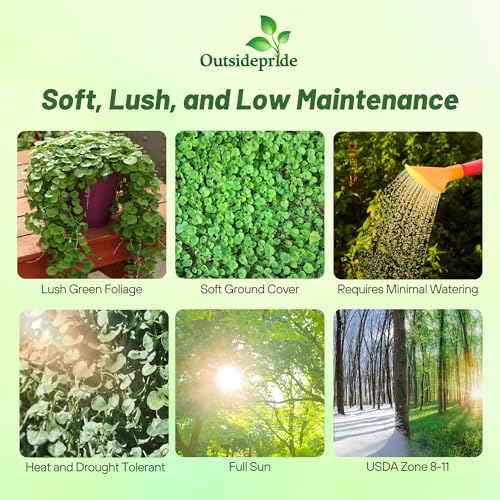 Outsidepride Perennial Dichondra Emerald Falls Seed - 15 Pcs Drought & Heat Tolerant, Low-Growing, Ground Cover Seeds for Planting Lush Green Ground Cover for Gardens, Pathways & Container Planting - Image 2