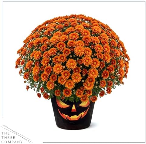 Chrysanthemum (Jack O' Lantern Deco Pot), Orange Blooms, Live Fall Flowering Perennial, 15" Tall by 12" Wide in 3 Qt Pot - Image 4