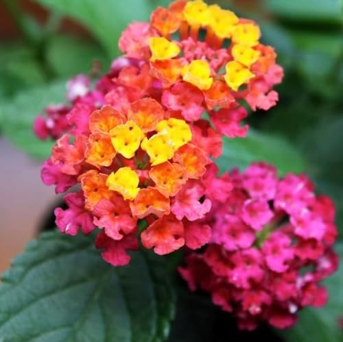 Lantana Plants Live - Irene Pack of 3 Lantana Live Plants for Planting - 4-6 Inches Tall - Attracts Butterflies, Perfect for Containers, Low Maintenance - Image 2
