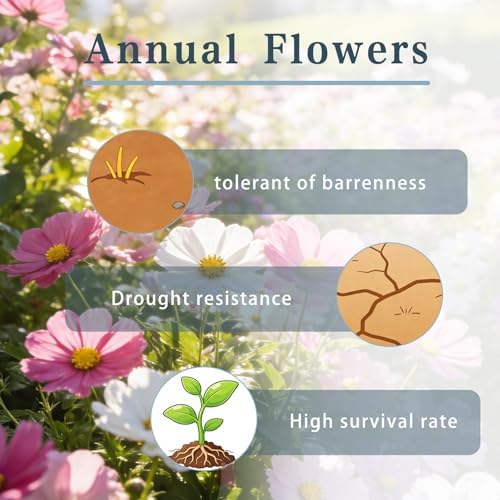 Cosmos Flower Seeds to Plant Outside, 500 Annual Flower Seeds, Easy Grow - Image 2