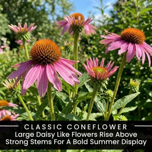 5 Purple Coneflower Live Plant Plugs – Echinacea Summer Flowering Perennial - Image 2