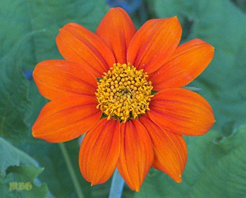 All Seasons Cabbage,200 Seeds,A very heat resistant,Hot summer by Unknown