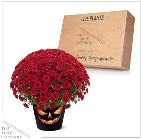 Chrysanthemum (Jack O' Lantern Deco Pot), Red Blooms, Live Fall Flowering Perennial, 15" Tall by 12" Wide in 3 Qt Pot - Image 6