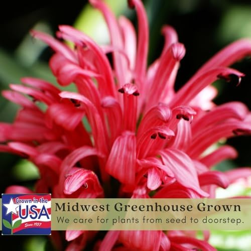 Clovers Garden Bee Balm Balmy Rose (Monarda) Plants – Two (2) Live Plants – Non-GMO - Not Seeds - Each 4" to 8" Tall – in 4" Inch Pots – Hardy Flowering Perennial, Pollinator Favorite - Image 4