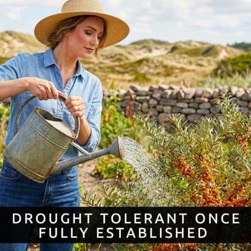 Seaberry Seeds for Planting Hardy Berry Shrub 100 Premium Seeds - Image 5