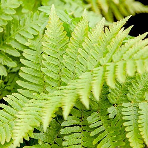 Perfect Plants Autumn Fern, 1 Gallon, Live Perennial - Image 4