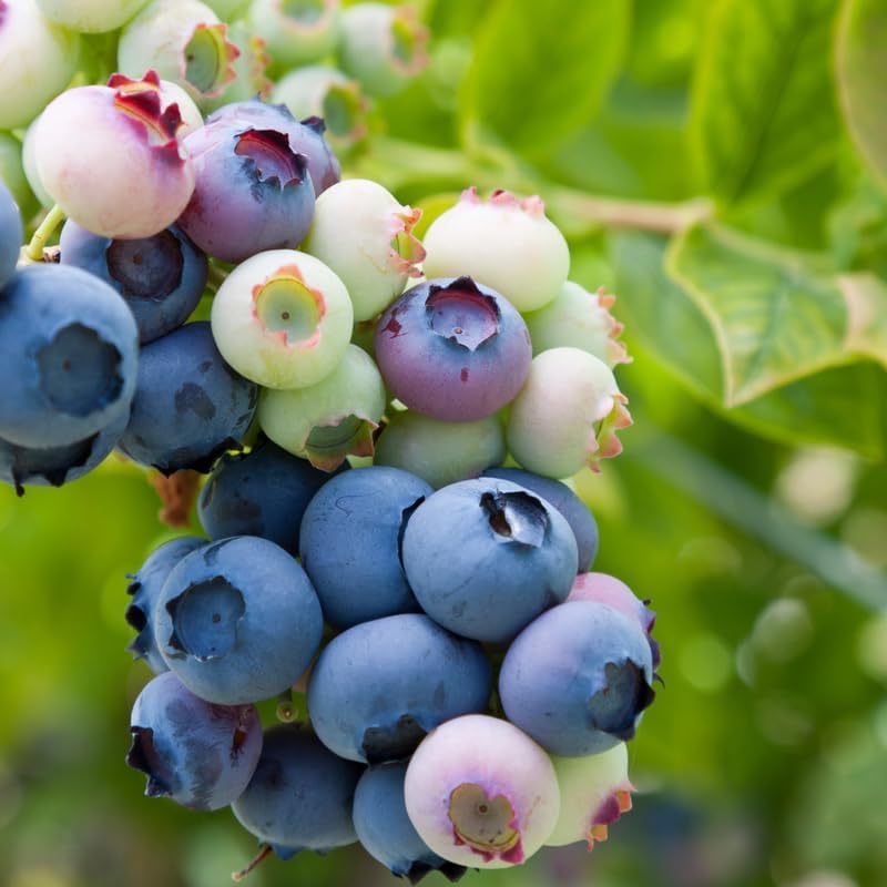 Highbush Blueberry Live Plant, Perennial Berry Bush, 5-10 Inch Tall - Image 5