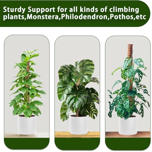 Moss Pole, 4 Pack 17Inch Monstera Plant Support for Climbing Plants Accessories Indoor -Stackable Moss Poles Plant Support Stakes -Coir Plant Pole Sticks for Potted Plants -Pothos, Tall Plant Trellis - Image 6