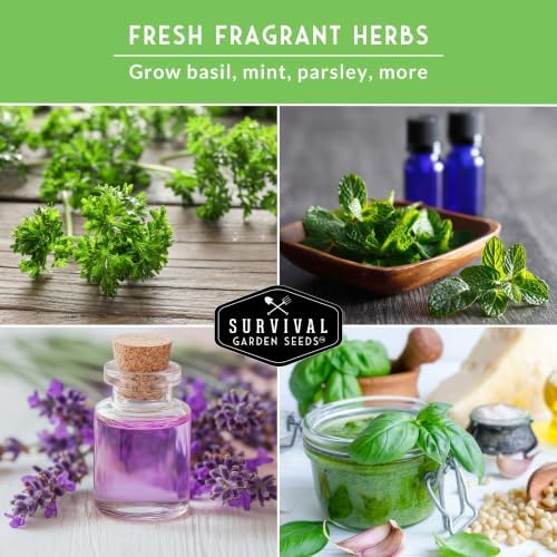 Aromatic Herb Garden Seeds Variety Pack – 5 Popular Heirloom Herbs - Image 6