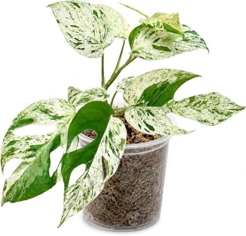 Snow Queen Pothos Live Plant, Variegated Hanging Houseplant by NYCitySucculents