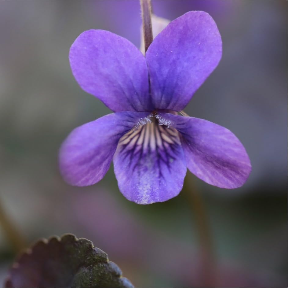CarpetC 200+ Violet Seeds for Planting, Perennial Wildflower Viola sororia, Non-GMO Ground Cover Attracts Butterflies for Shade Gardens and Lawns, Home Garden - Image 5