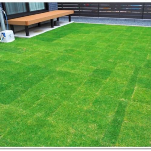 20000 Zoysia Grass Seeds, Zoysia Grass Seeds for Lawn, Low Maintenance - Image 2