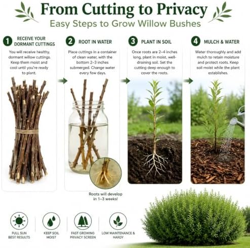 Willow Privacy Bush Cuttings for Planting | Fast Growing Privacy Willow Bush | Easy to Root Live Willow Cuttings | Natural Hedge, Windbreak & Landscape Shrub (48 Plants) - Image 3